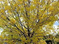 Fall '05 - 4
